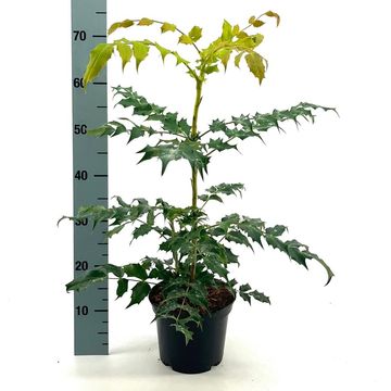 Mahonia japonica