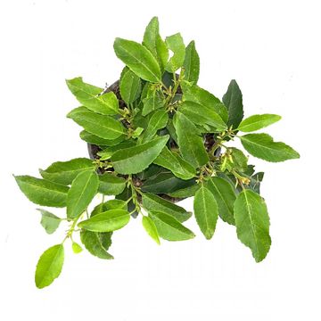 Prunus lusitanica 'Ангустифолия'