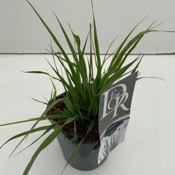 Pennisetum massaicum 'Red Bunny Tails'