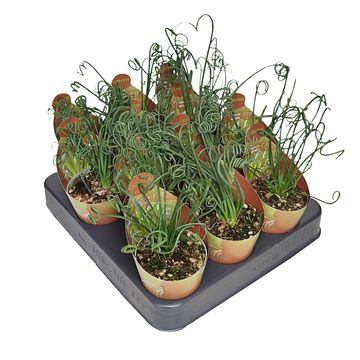 Albuca spiralis