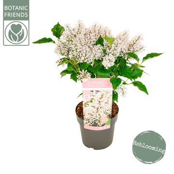 Syringa patula 'Dream Cloud'