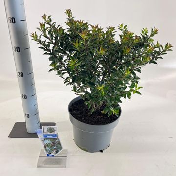 Ilex x meserveae GENTLE