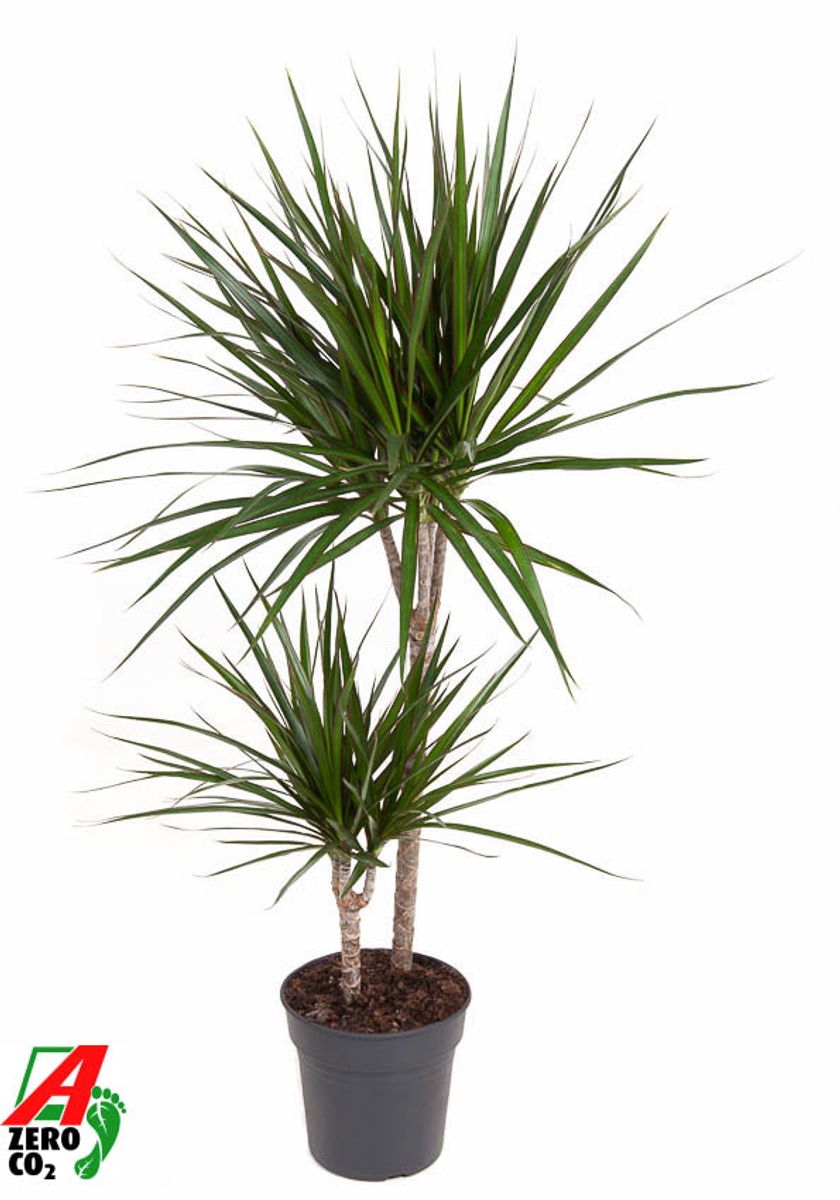 Plante pentru birou - Dracaena marginata - Arborele-dragon de Madagascar