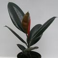 Ficus elastica 'Abidjan'