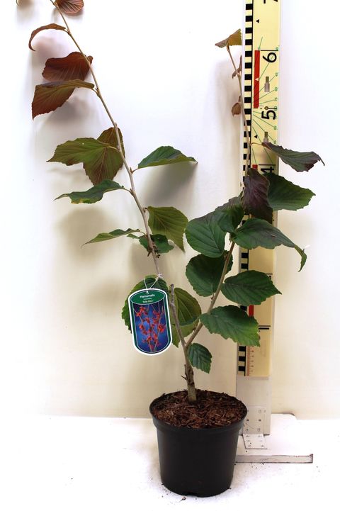 Hamamelis x intermedia 'Ruby Glow'