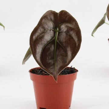 Alocasia cuprea 'Red Secret'