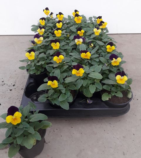 Viola BUTTERFLY BICOLORS PURPLE YELLOW