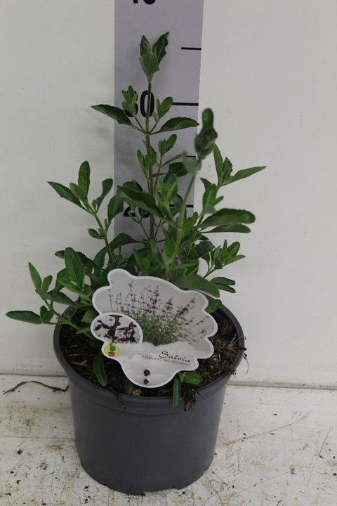 Salvia x jamensis 'Nachtvlinder'