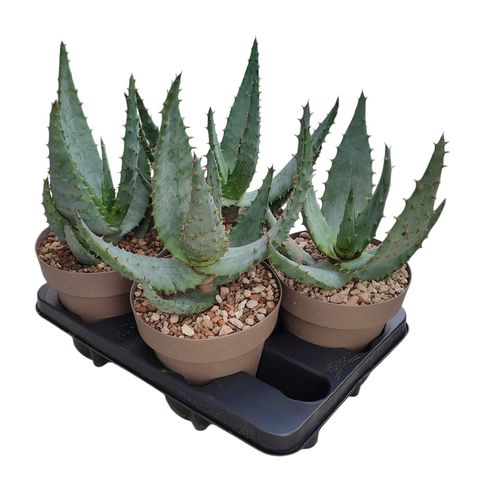 Aloe aculeata