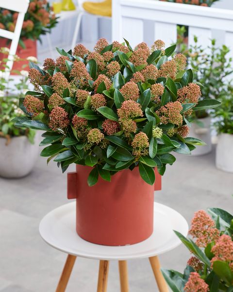 Skimmia japonica MIRACLE