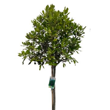 Quercus ilex