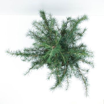 Cedrus deodara