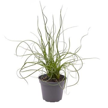 Juncus effusus spiralis