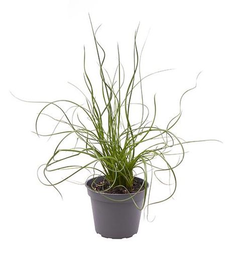 Juncus effusus spiralis