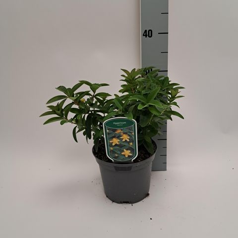 Hypericum calycinum