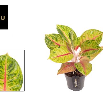 Aglaonema 'Iguana Red'