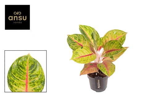 Aglaonema 'Iguana Red'