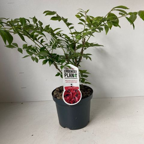 Euonymus alatus
