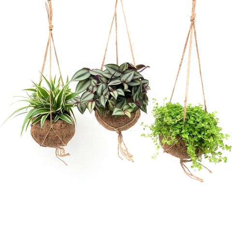 Hanging plants MIX