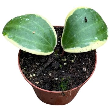 Hoya latifolia 'Albomarginata'