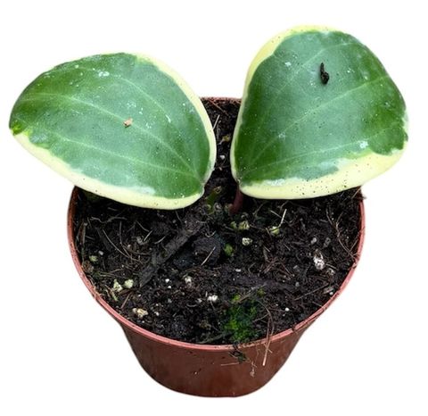 Hoya latifolia 'Albomarginata'