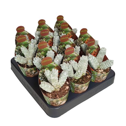 Crassula deceptor