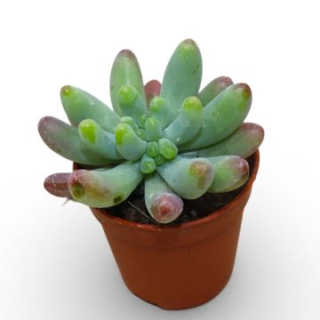 x Graptosedum pachyphyllum