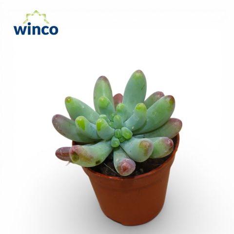 x Graptosedum pachyphyllum