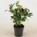 Helleborus x hybridus VIV VICTORIA