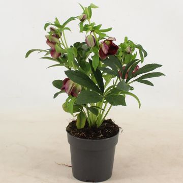 Helleborus x hybridus VIV VICTORIA
