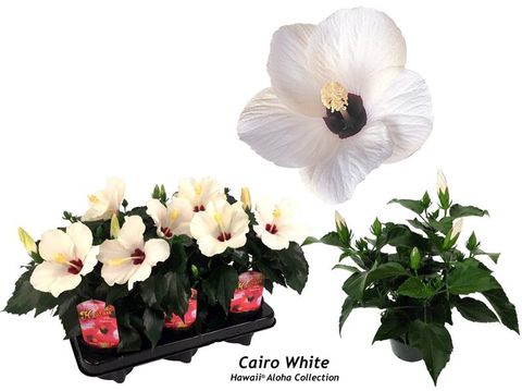 Hibiscus rosa-sinensis 'Cairo White'