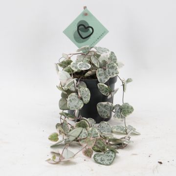 Ceropegia woodii 'Variegata'