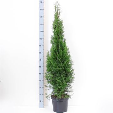 Thuja occidentalis 'Smaragd'