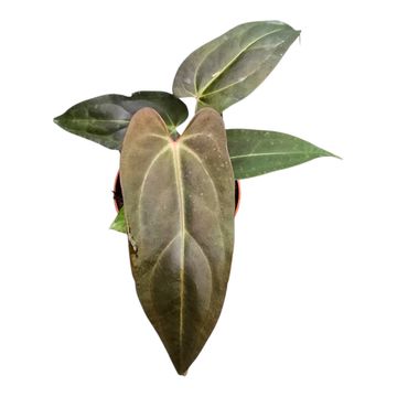 Anthurium DocBlock Anthurium Dark & Handsome® '9' X Dark & Handsome® '9'