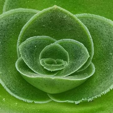 Crassula capitella turrita