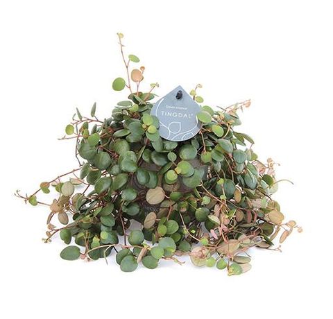 Peperomia 'Pepperspot'