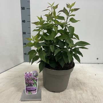 Syringa vulgaris MIX