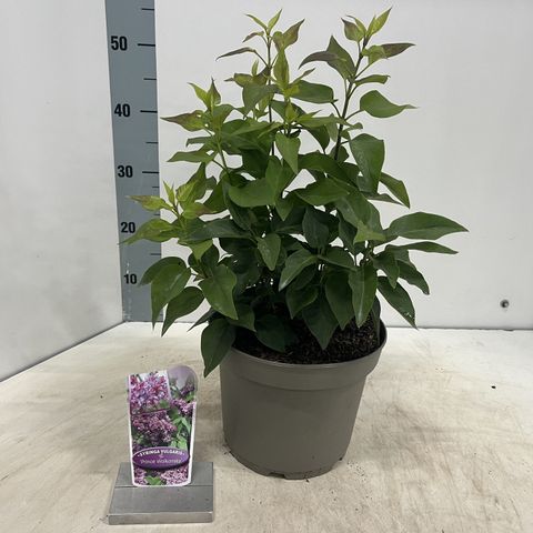 Syringa vulgaris MIX