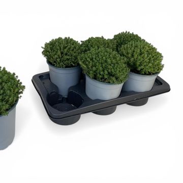 Thymus vulgaris 'Faustini'