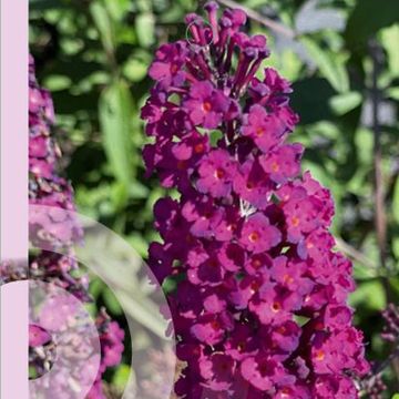 Buddleja davidii 'Royal Red'