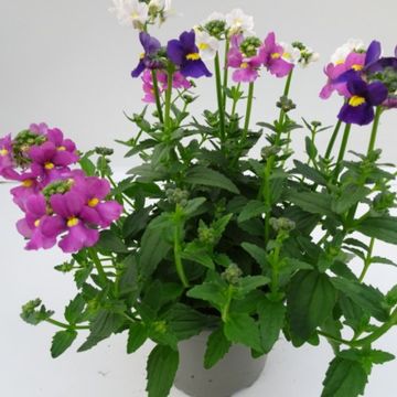Nemesia MIX IN POT