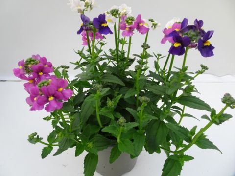 Nemesia MIX IN POT