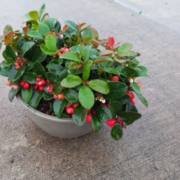 Gaultheria procumbens