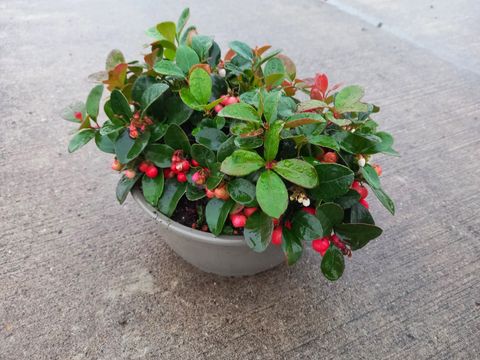 Gaultheria procumbens