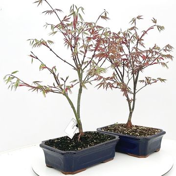 Acer palmatum 'Atropurpureum'
