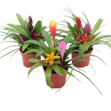 Bromelia MIX