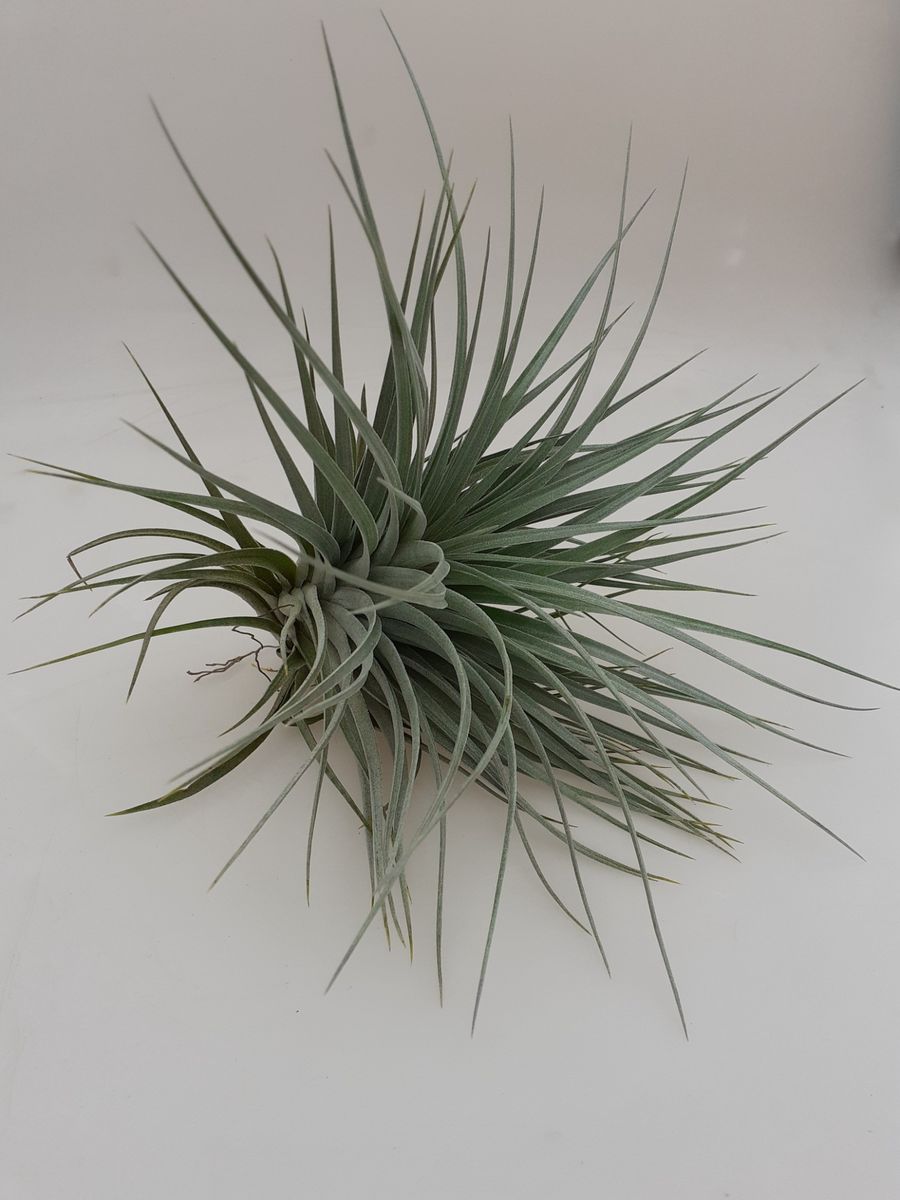 Tillandsia 'Houston' — Plant Wholesale FlorAccess
