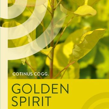 Cotinus coggygria GOLDEN SPIRIT