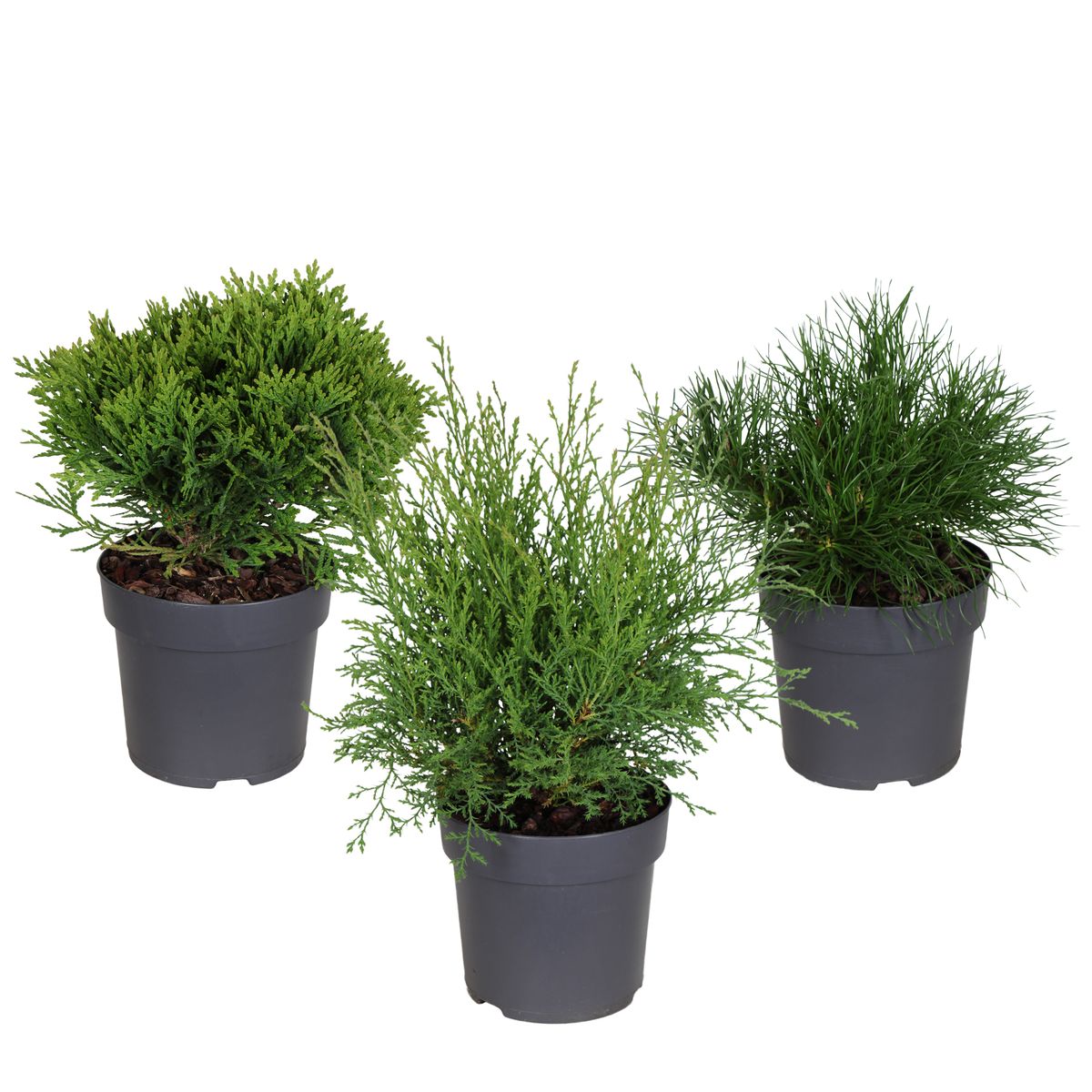Conifer Polycot Conifers MIX — Plant Wholesale FlorAccess