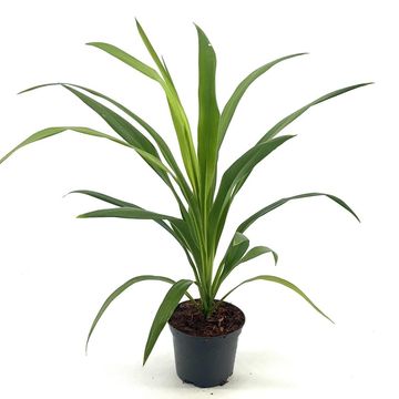 Cordyline australis EMERALD STAR
